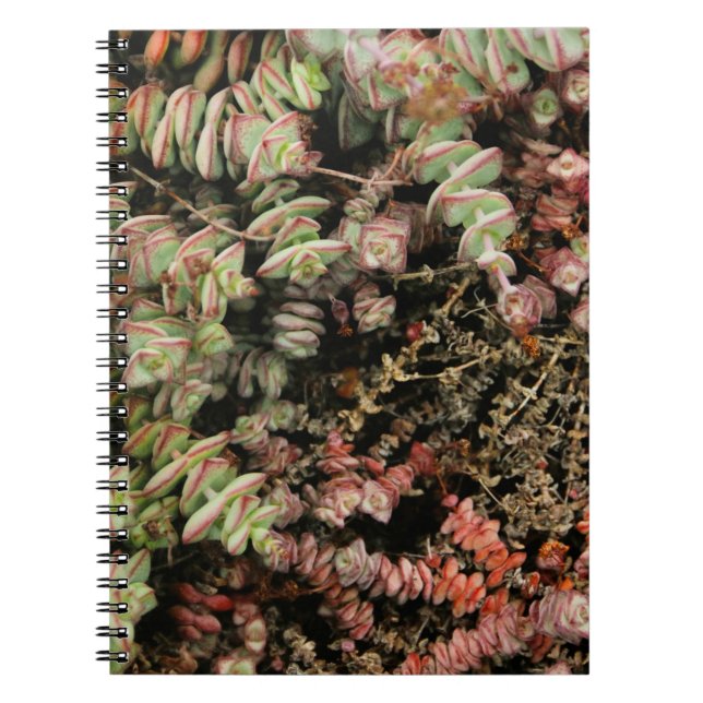Caderno Espiral Crassula perforata (Frente)