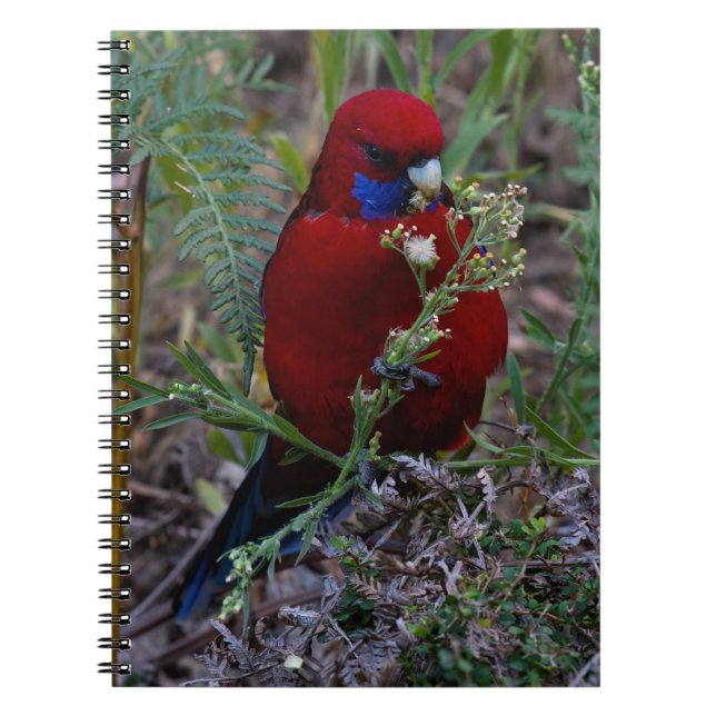 Caderno Espiral Crimson Rosella (Frente)