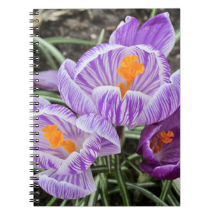 Caderno Espiral Crocos Primavera roxos.