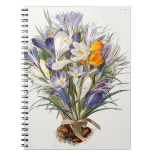 Caderno Espiral Crocus Primavera Fllower Arte Botânica