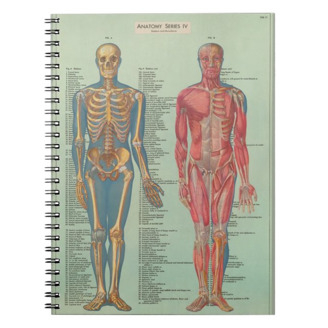 Caderno Espiral Cuaderno - Anatomía (Frente)