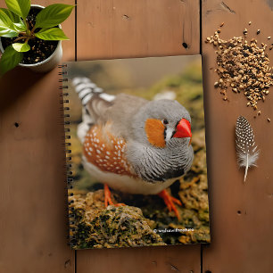 Caderno Espiral Curiosa Zebra Finch nas Rochas