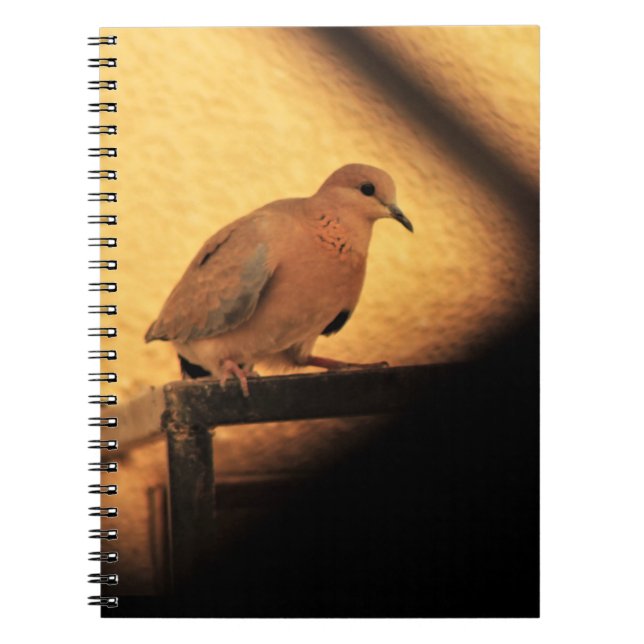 Caderno Espiral Curiosidade (Frente)