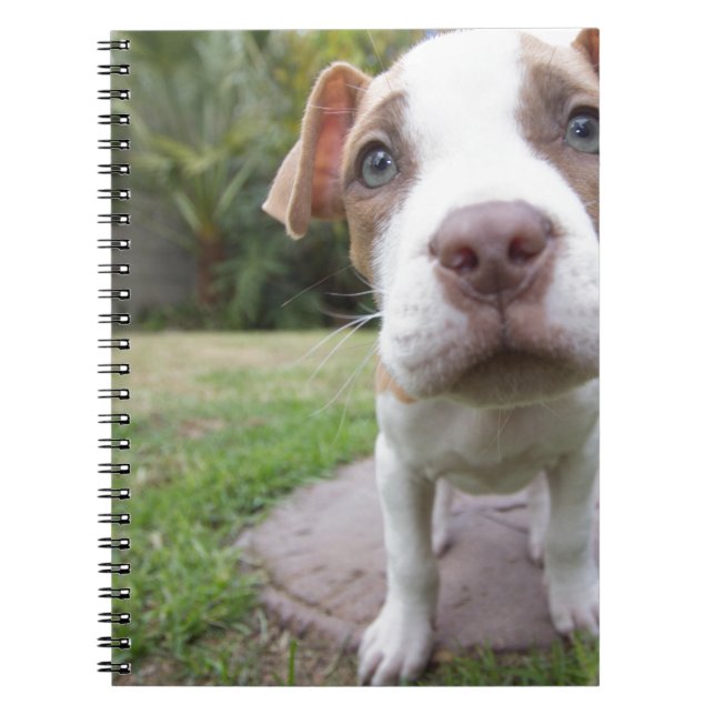 Caderno Espiral Curioso Puppy (Frente)