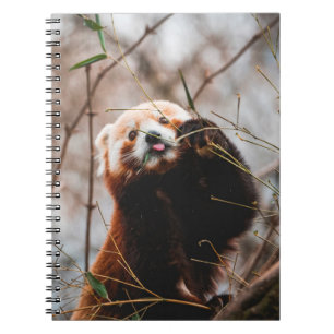 CADERNO ESPIRAL CUTE KOALA BEAR