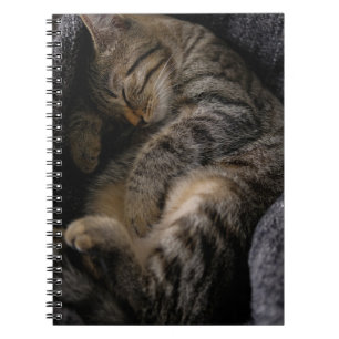Caderno Espiral Cutest Baby Animals   Sleeping Tabby Cat