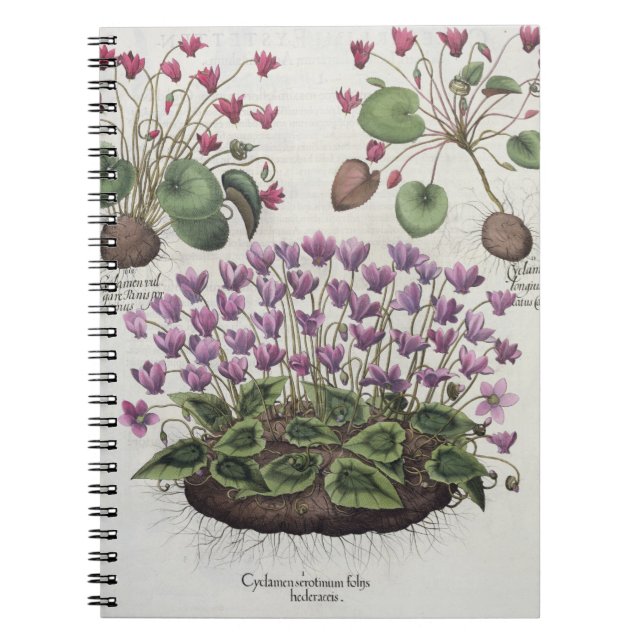 Caderno Espiral Cyclamen: hederaceis dos foliis do serotinum (Frente)