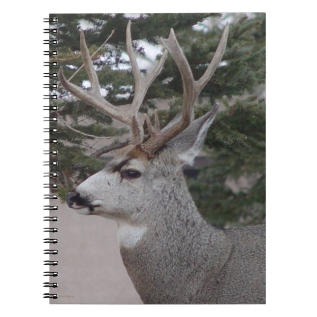 Caderno Espiral D25 Cabeça de Veado-Mula Baleado (Frente)