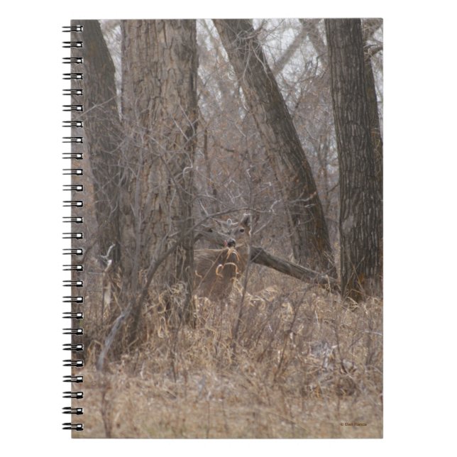 Caderno Espiral D2 Veado-de-cauda-branca em Árvores de Algodão (Frente)