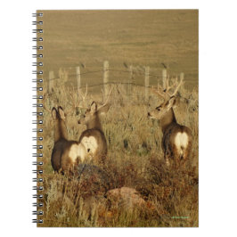 Caderno Espiral D30 Cervos Mula Machos