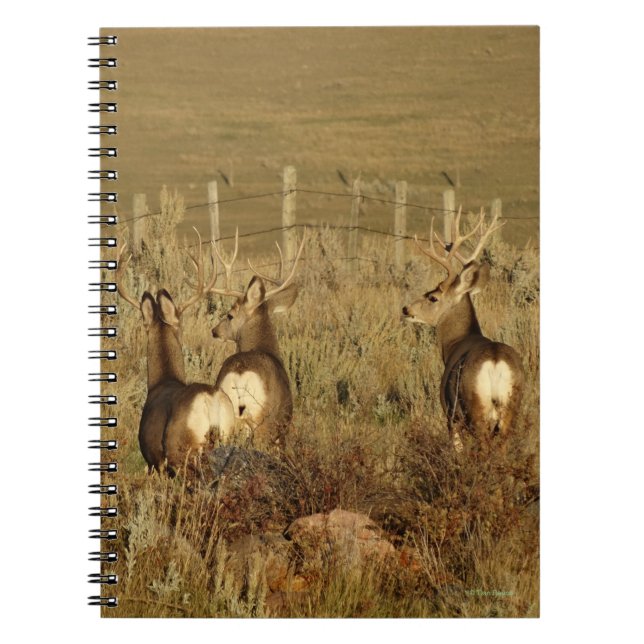 Caderno Espiral D30 Mule Deer Bucks (Frente)