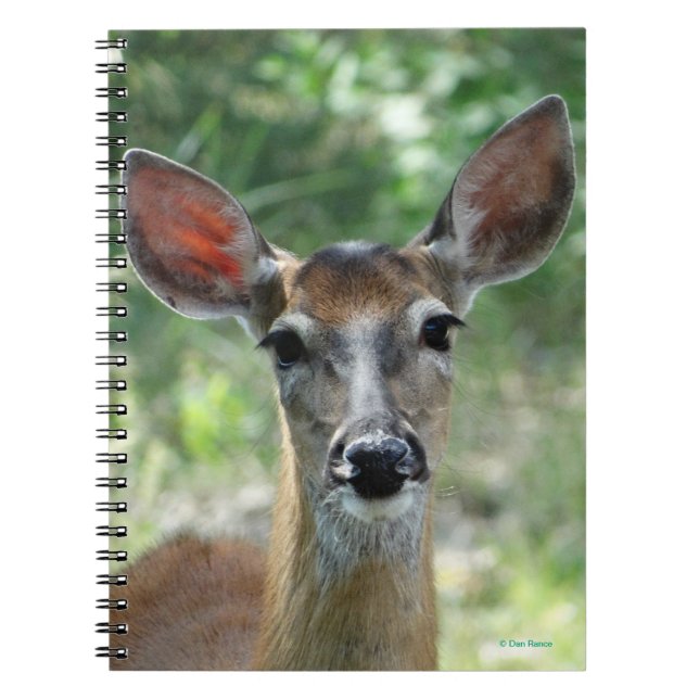 Caderno Espiral D33 - Porco de Veado Branco (Frente)