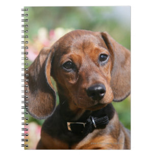 Caderno Espiral Dachshund de Tan Miniture