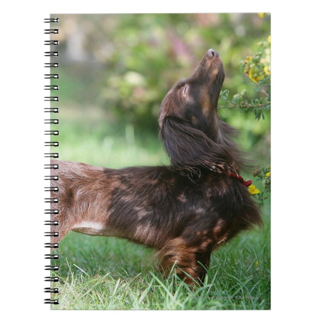 Caderno Espiral Dachshund diminuto de cabelos compridos 1 (Frente)