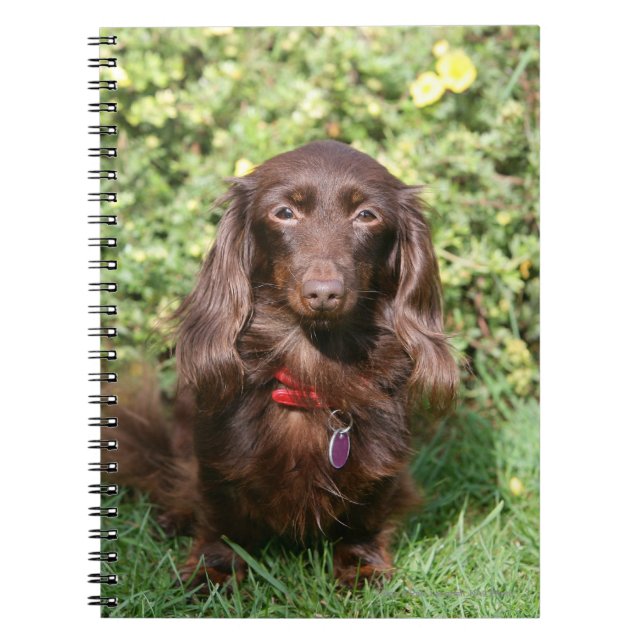Caderno Espiral Dachshund diminuto de cabelos compridos de Brown (Frente)