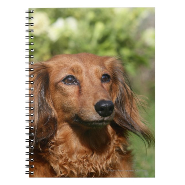 Caderno Espiral Dachshund diminuto de cabelos compridos vermelho (Frente)