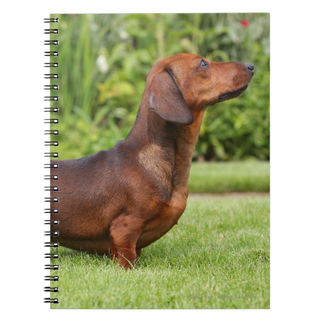 Caderno Espiral Dachshund diminuto Liso-de cabelo (Frente)