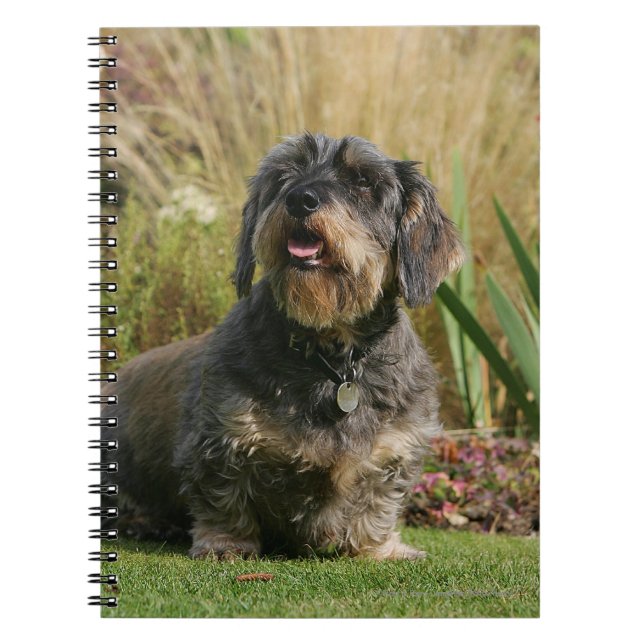 Caderno Espiral Dachshund padrão Fio-de cabelo (Frente)