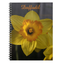 Daffodil Amarelo