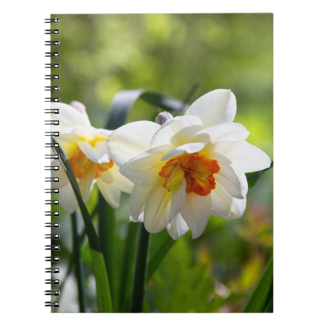 Caderno Espiral Daffodils fodils fodils primavera (Frente)
