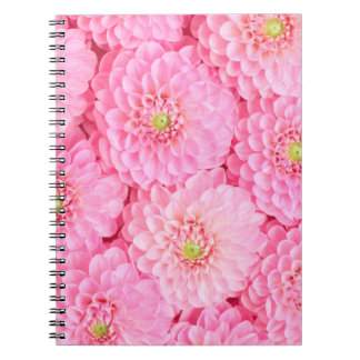 Caderno Espiral Dahlia rosa floresce fundo. Vista superior. 