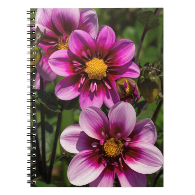 Caderno Espiral Dahlia Trio (Frente)