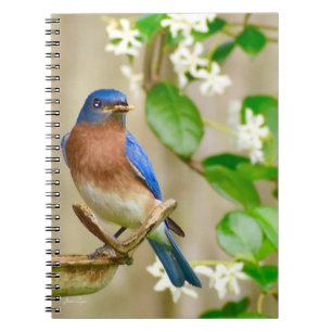 Caderno Espiral Dama do diário espiral do notebook Bluebird Orien