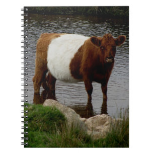 Caderno Espiral Dartmoor cercou a vaca de Galloway que está no ri