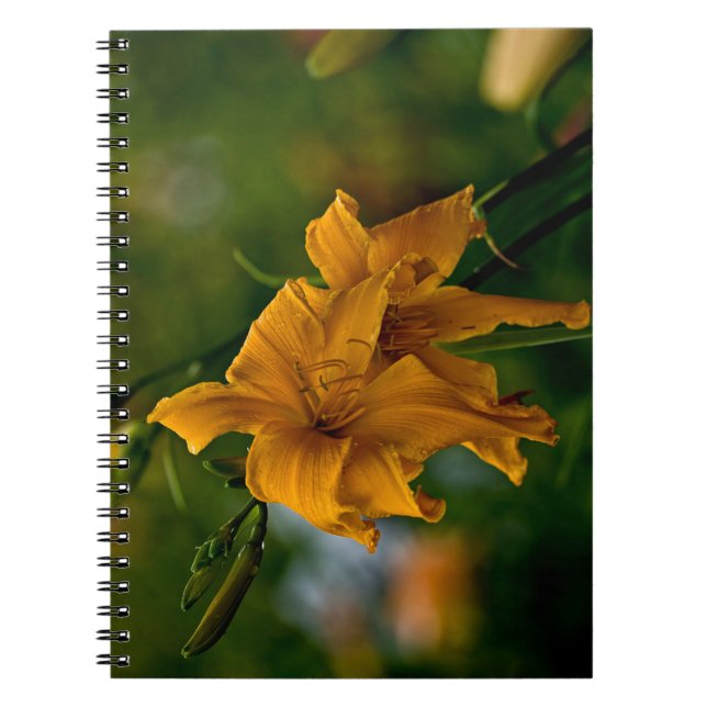 Caderno Espiral Daylily "Jersey Spider" (Frente)