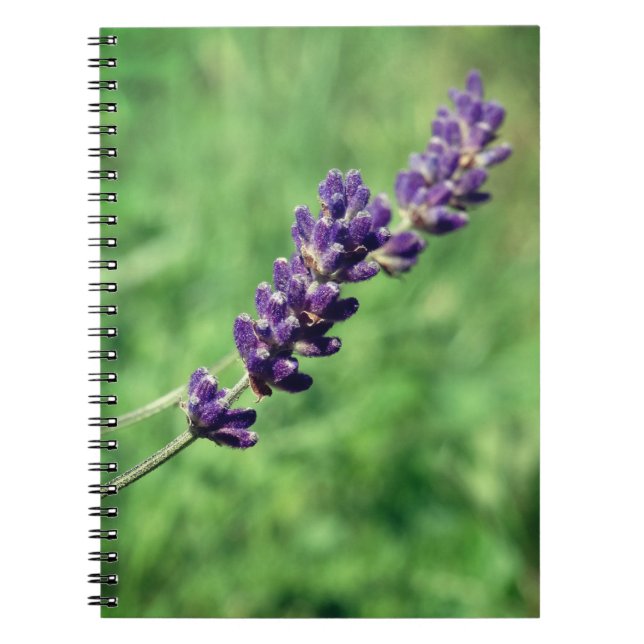 Caderno Espiral de Foto de Lavanda (Frente)