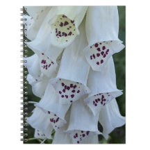 Dedal-de-Raposa-Branca-Com-Manchas-Rosas Floral