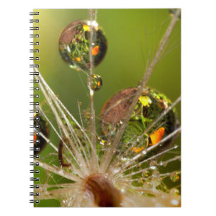 Caderno Espiral Dente-de-leão e gotículas de água