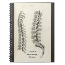 Desenho das vértebras