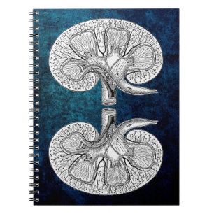 CADERNO ESPIRAL DESENHO DE RINS 2