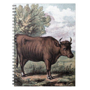 Caderno Espiral Desenho Vintage: Red Heifer