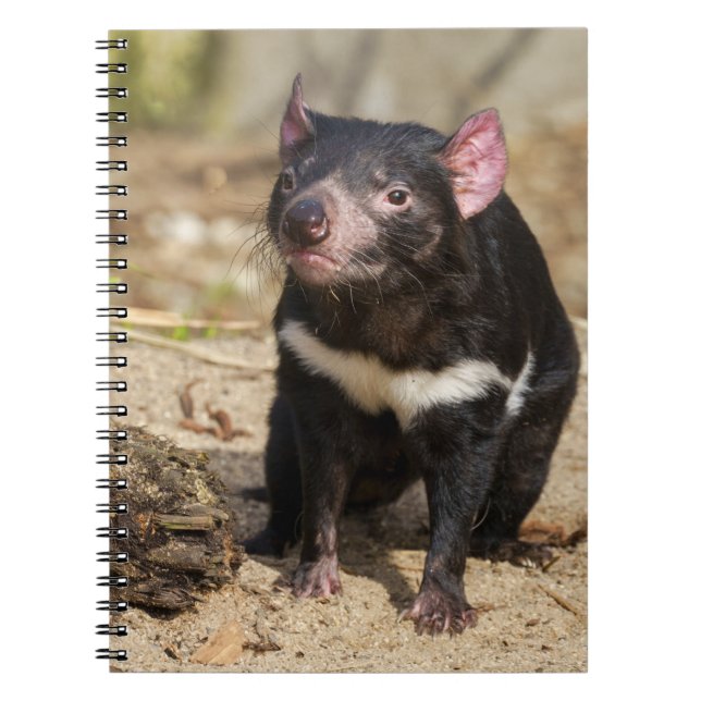 Caderno Espiral Desert Light – Tasmanian Devil (Frente)