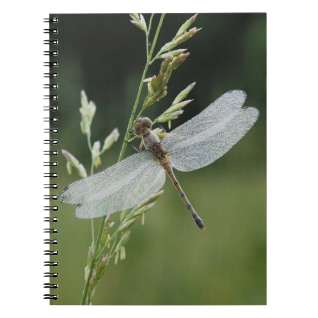 Caderno Espiral Dew cobriu Darner Dragonfly (Frente)