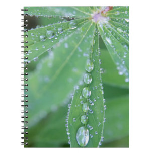 Caderno Espiral Dewdrop