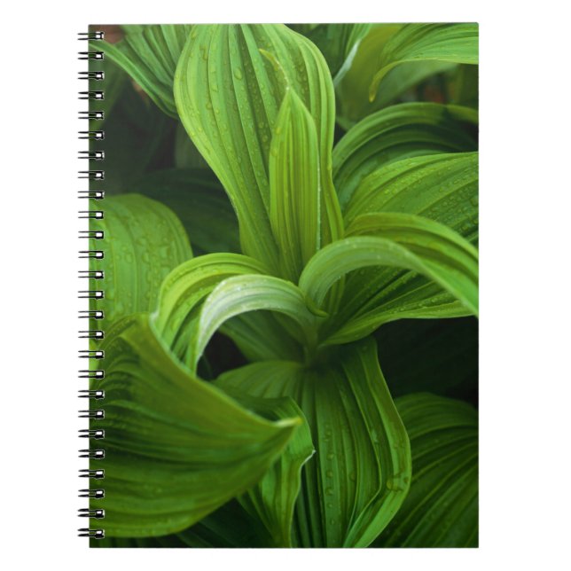 Caderno Espiral Dewdrops em um Helabore falso (Frente)
