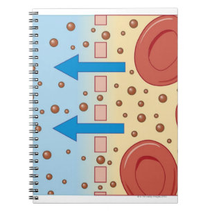 Caderno Espiral Diálise do rim