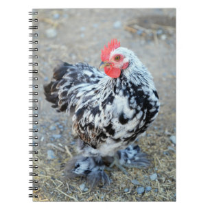 Caderno Espiral Diário para Notebook Bantam Cochin Mottled