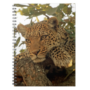 Caderno Espiral Diário pensativo do leopardo