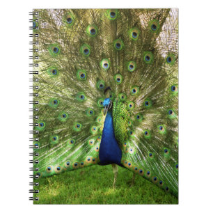 Caderno espiral do pavão