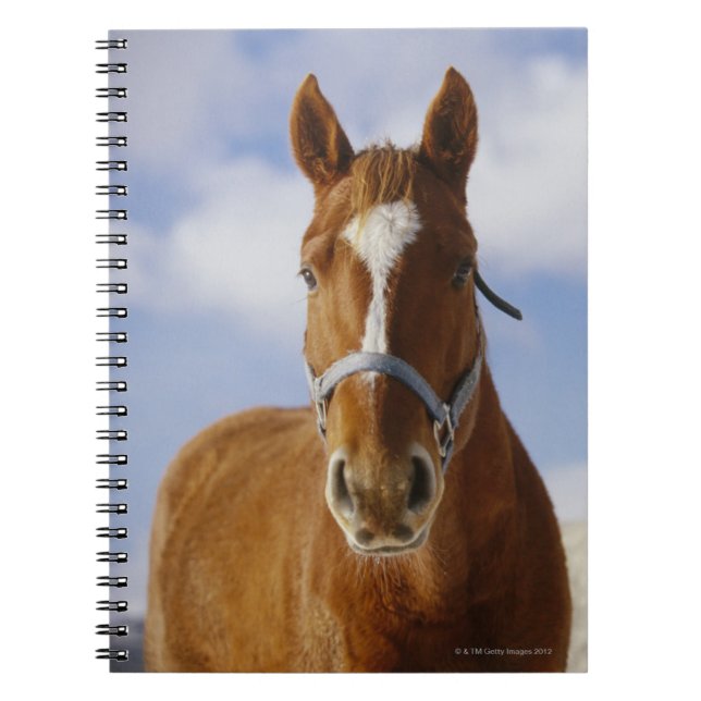 Caderno Espiral Dois Cavalos (Frente)