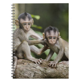 Caderno Espiral Dois Macacos Pequenos
