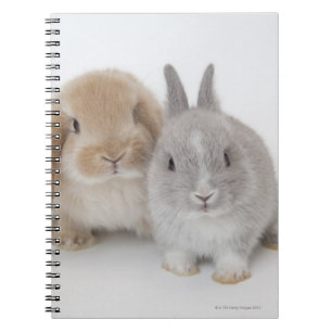 Caderno Espiral Dois Países Baixos anão e bunnias Holland Lop