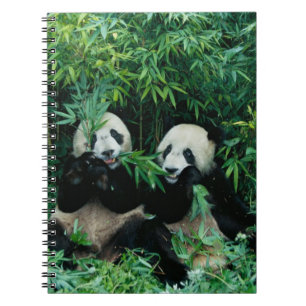 Caderno Espiral Dois pandas comendo bambu juntos, Wolong, 2