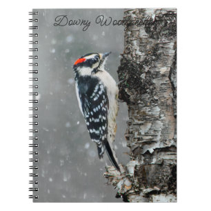 Caderno Espiral Downy Woodpecker em Neve - Foto Original