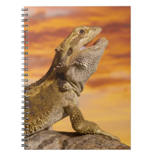 Caderno Espiral Dragão farpado (Pogona Vitticeps) na rocha,