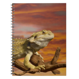Caderno Espiral Dragão farpado (Pogona Vitticeps) no ramo,